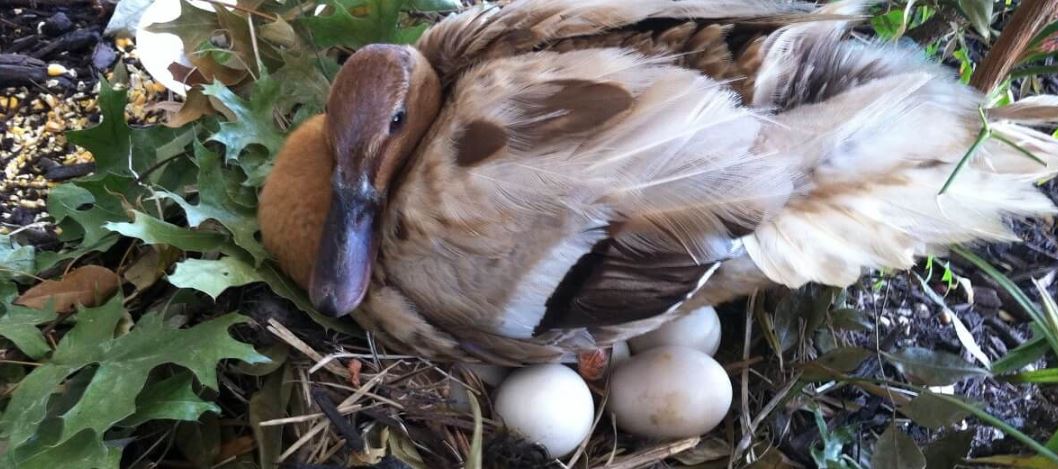 خرید اردک تخمگذار - سپید طیور